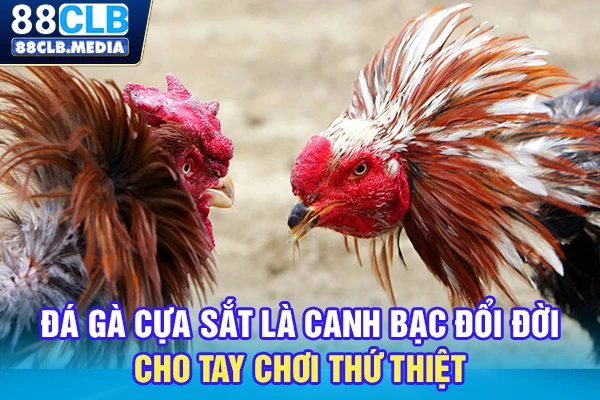 Đá Gà Cựa Sắt Là Canh Bạc Đổi Đời Cho Tay Chơi Thứ Thiệt